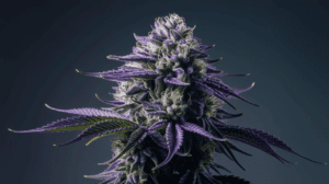 Cooking with Hindu Kush: Edible Recipes and Dosing Guide