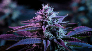 Cooking with Hindu Kush: Edible Recipes and Dosing Guide