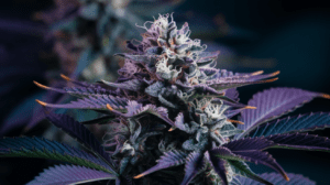 The Complete Hindu Kush Strain Review: Effects, Flavors & Medical Benefits