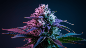 Hindu Kush and Creativity: Why Artists Love This Strain