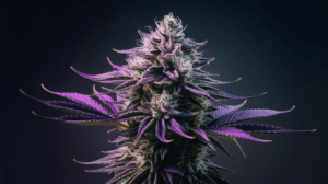 Hindu Kush for Beginners: What to Expect Your First Time