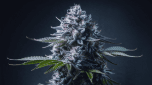 Pairing Hindu Kush with Food and Beverages