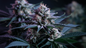 Hindu Kush for Pain Management: User Experiences