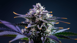 Hindu Kush vs Similar Strains: A Comparison Guide