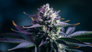 Hindu Kush Terpene Profile: Understanding the Aromatics