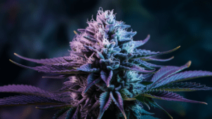 Growing Hindu Kush in Cold Climates: Tips for Success
