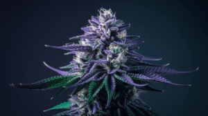 Hindu Kush vs Similar Strains: A Comparison Guide