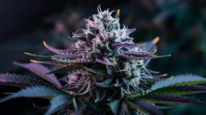 Hindu Kush for Pain Management: User Experiences