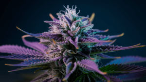 Hindu Kush Genetics: Parent Strains and Lineage History