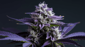 Hindu Kush Concentrates: Wax, Shatter, and Live Resin