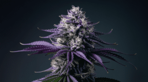 Medical Benefits of Hindu Kush: Research and Patient Experiences