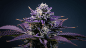 Hindu Kush and Creativity: Why Artists Love This Strain