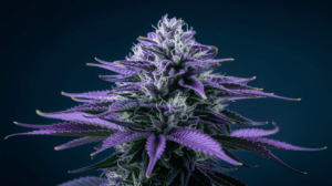 Hindu Kush for Pain Management: User Experiences