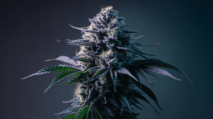 Hindu Kush Side Effects: What You Should Know