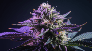 The Complete Hindu Kush Strain Review: Effects, Flavors & Medical Benefits
