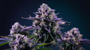 Hindu Kush vs Similar Strains: A Comparison Guide